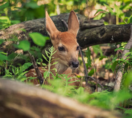 Fawn in the woods