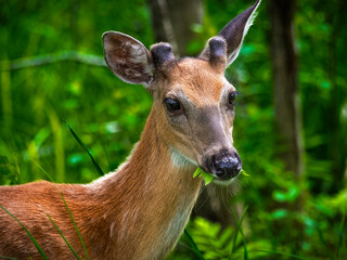 white tailed deer