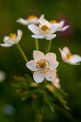 Flowers Anemone Nemorosa: Blossoming woodland flowers during springtime in blurred nature backdrop, delicate petals bloom.
