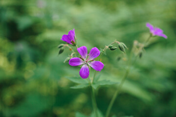 Geranium sylvaticum. Purple forest geranium flower on a blurred background