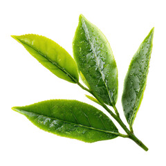 tea leave isolated transparant background