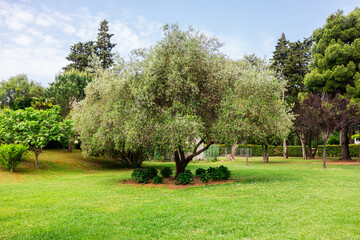 Olive tree in peaceful green park landscape. Nature, serenity, and Mediterranean flora in a...