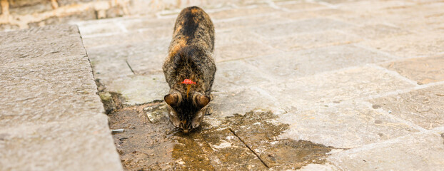 Tabby cat drinking from a puddle on a stone pavement, banner with copy space . Thirst, survival instinct, and everyday street life of urban animals.