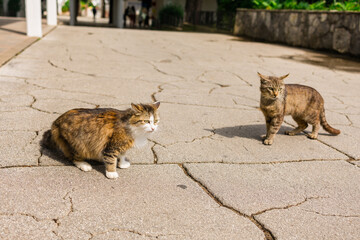 Two stray cats on cracked pavement in sunny courtyard. Street animals, urban wildlife, and everyday outdoor interaction.