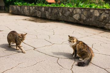 Two stray cats on cracked pavement in sunny courtyard. Street animals, urban wildlife, and everyday outdoor interaction.