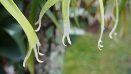 Delicate green antler-like fronds reach downward in soft curves, showcasing the unique elegance of...