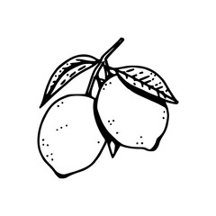 hand-drawn style fruit duo icon