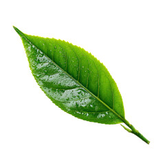 tea leave isolated transparant background