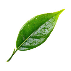 tea leave isolated transparant background