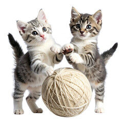 Two Adorable Kittens Playing – Transparent