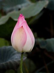 Lotus bud in natural environment with moody lighting