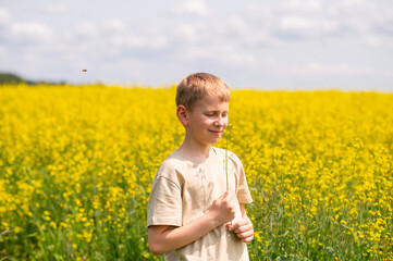 Fototapeta premium Blond boy gently smelling a rapeseed flower branch on a bright sunny day in a yellow field