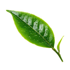 tea leave isolated transparant background