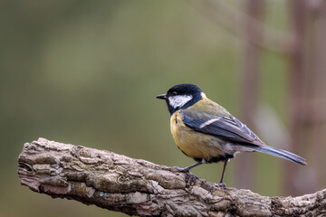 Fototapeta premium Great tit perched on textured branch against softly blurred green background.