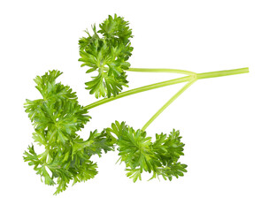 Sprig of fresh parsley isolated on white