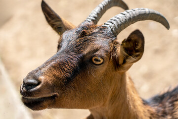 clopse-up of the face of a dark goat with bright yellow irises and horizontal pupils