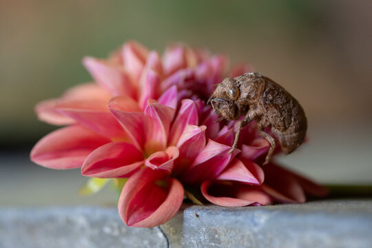 cicada shell on dahlia flower