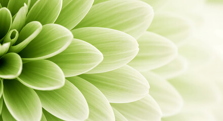 Fototapeta premium Green Flower: A refreshing macro shot showcases the intricate details of a flower with lush green petals, creating a visually stunning and calming image.