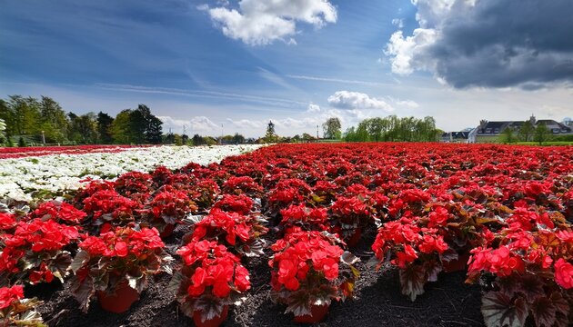 rote und weisse kultivierte begonien in einem blumenbeet begonia sp deutschland
