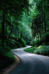 Obraz premium Narrow paved road winding through lush forest, overhead light filtering through trees