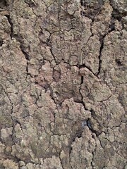Long droughts reveal dry soil, showing a textured surface with many cracks and small clumps of soil, indicating dry conditions.