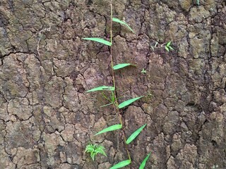 A close-up of dry, cracked earth with a single green vine vertically traversing the frame,...