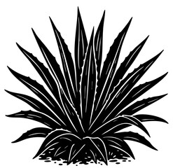 blue agave bush