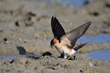 Red-rumped Swallow (Cecropis rufula) collects mud as nesting material from a puddle // Rötelschwalbe sammelt Schlamm als Nistmaterial an einer Pfütze