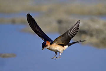 flying european red-rumped swallow // fliegende Rötelschwalbe //  (Cecropis rufula) 