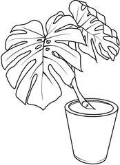 몬스테라