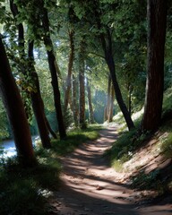 Fototapeta premium Peaceful trail in forest, gentle light and shadows