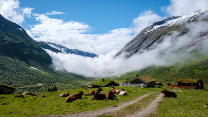 Serene valley in Norway with grazing cattle and majestic mountain backdrop © Fokke Baarssen