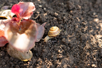 Garden snail crawling on soil near flowering plant
