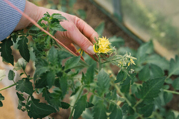Caucasian female hand tending yellow tomato blossom in garden