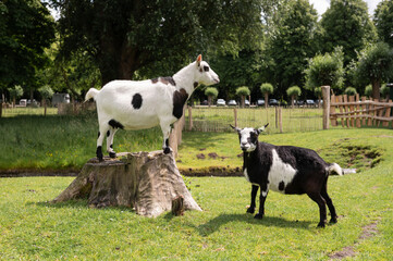 Obraz premium Two piebald goats in scenic pasture with stump and trees