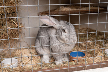 Grey rabbit resting in a hutch with hay and feeding bowls