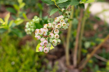 Ripening blueberries on bush in garden setting