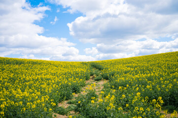 Obraz premium Vibrant blooming yellow wildflower field under cloudy blue sky in countryside
