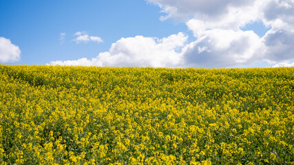 Bright yellow canola field under a cloudy blue sky