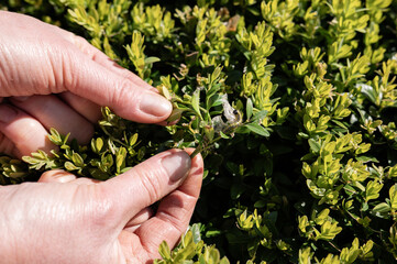Adult hands observing green boxwood shrub affected by box tree caterpillar outdoors