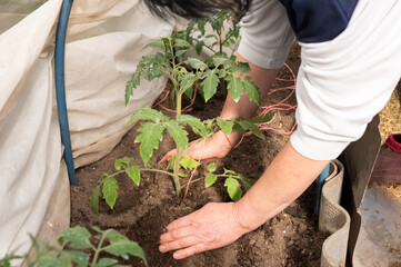 Female gardener planting tomato seedlings in greenhouse
