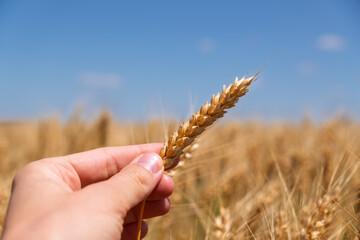 A woman's hand holding a single ear of ripe wheat with a golden field and blue sky in the background.Farmer inspecting a golden wheat spikelet. Close-up on a hand in a field during the harvest season.