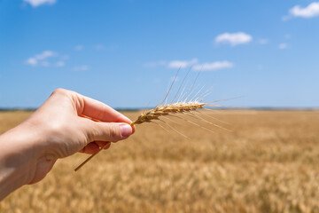 Harvest abundance and food source concept. A hand holds a golden grain against a vast agricultural field.Close-up of a hand holding a golden wheat ear. The background is a blurred rural landscape.