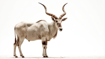 A stately antelope against white