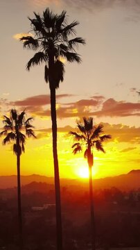 Aerial shot of dramatic clouds and the setting sun behind a row of palm trees. Los Angeles California. Vertical Video.