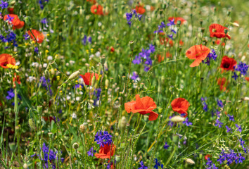 A vibrant wildflower meadow in summer with a colorful mix of red poppies and purple larkspur.Beautiful natural background of a blooming field with red corn poppies and other wildflowers.