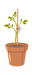 Tomato seedling growing in pot