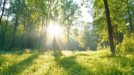 Obraz premium A serene forest scene with sunlight streaming through the trees, illuminating the green grass and creating a peaceful atmosphere.