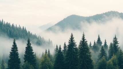 Fototapeta premium A serene view of misty mountains and evergreen trees, capturing the beauty and tranquility of nature in a foggy setting.