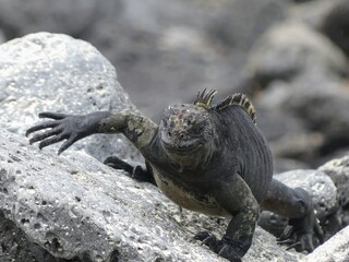 Marine iguana walking on Galápagos Islands